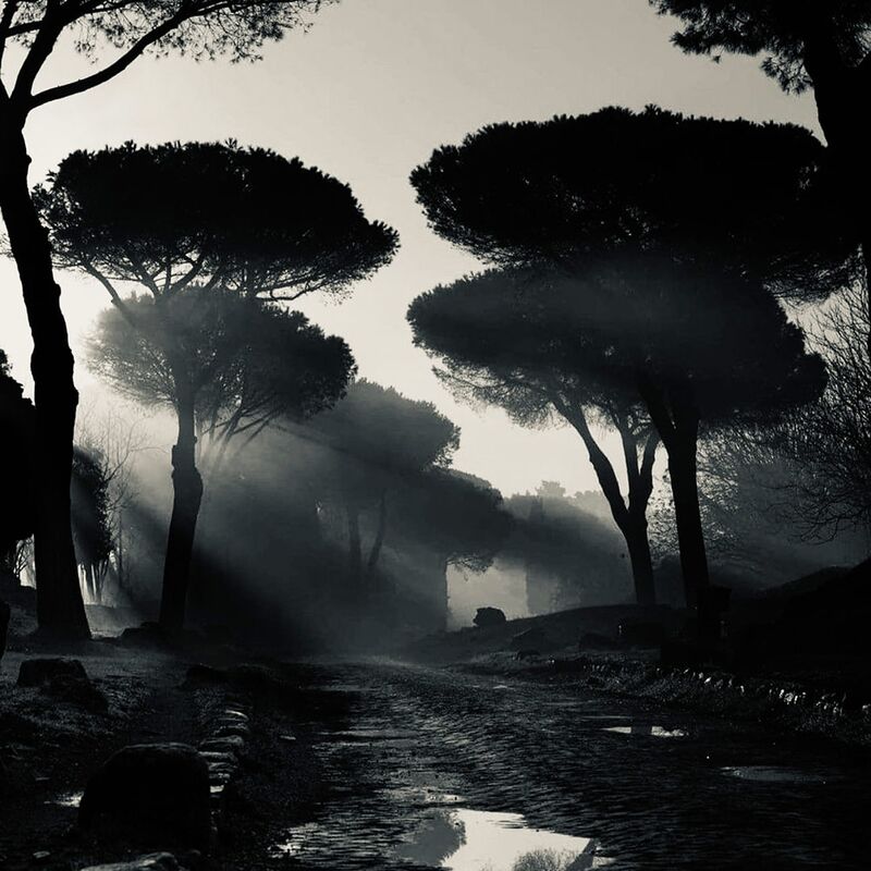 Weg durch einen Wald am frühen morgen mit Nebel